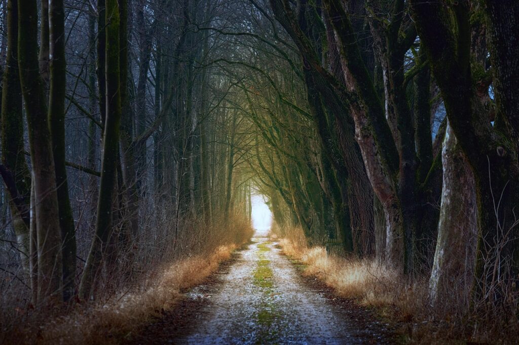 tree, nature, forest, forest path, dirt road, path, avenue, light, dark, fall, branches, fairytale, mystical, atmospheric, mood, nature, forest, forest, forest, forest, forest, path, path, dark, dark, fall, fairytale