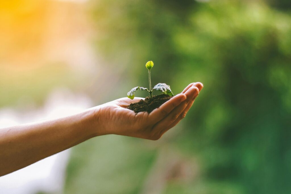 A hand gently cradles a young sprout in soil, symbolizing nurturing and growth.